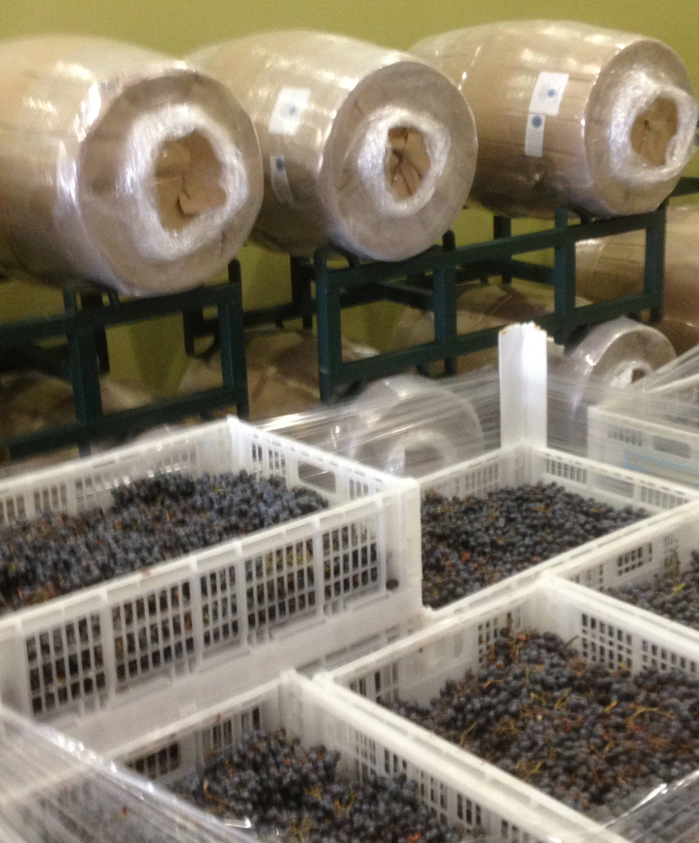 Grapes N’ Barrels NJ Winemaking and NJ Winemaking School in Sayerville